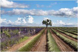 nury marc_plateau de valensole 83